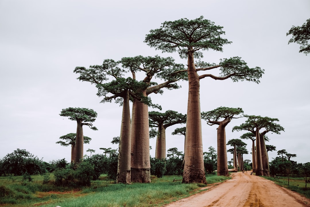 Vue de Ambovombe
