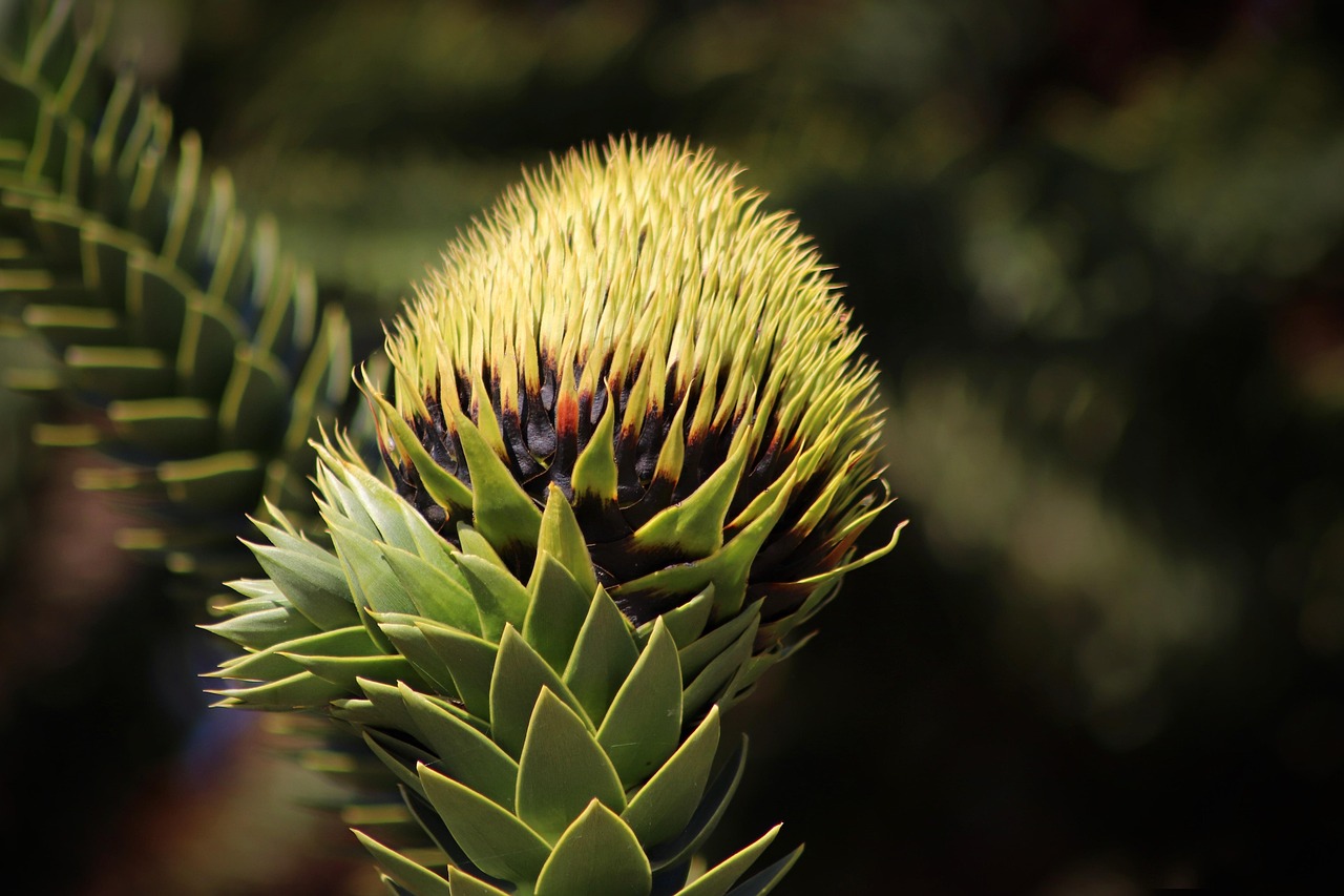 Vue de Araucaria