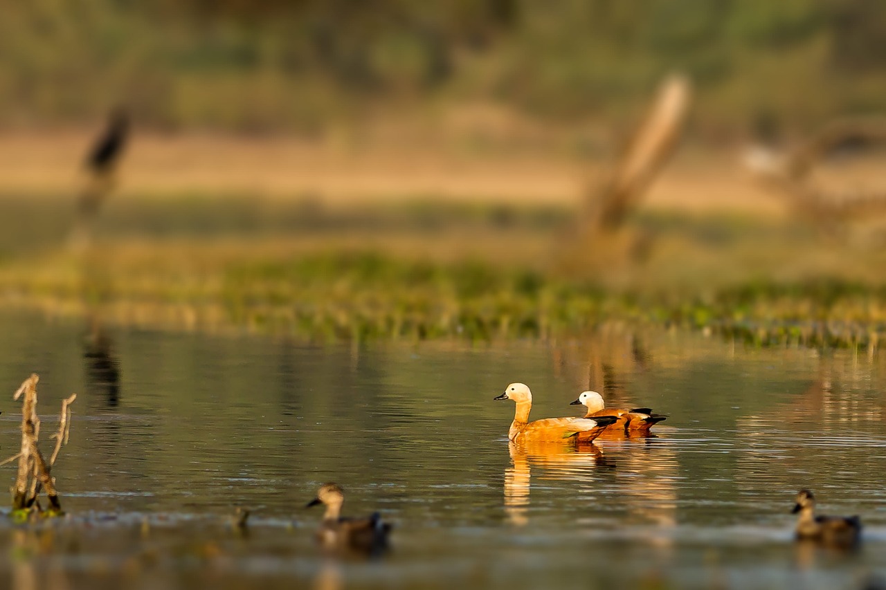 Paysage de Bharatpur