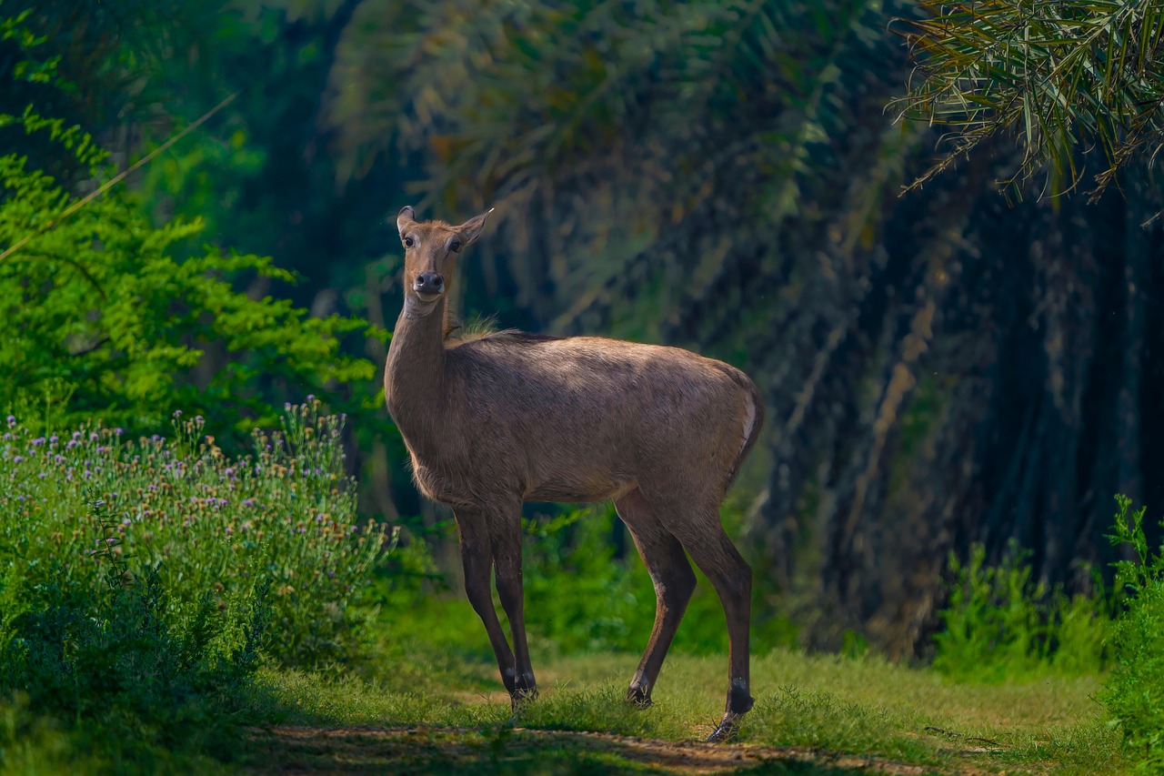 Paysage de Bharatpur