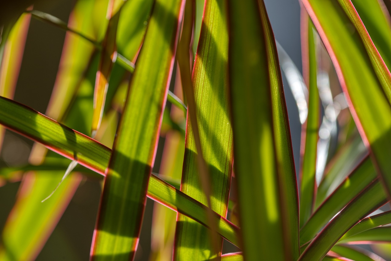 Vue de Dracena