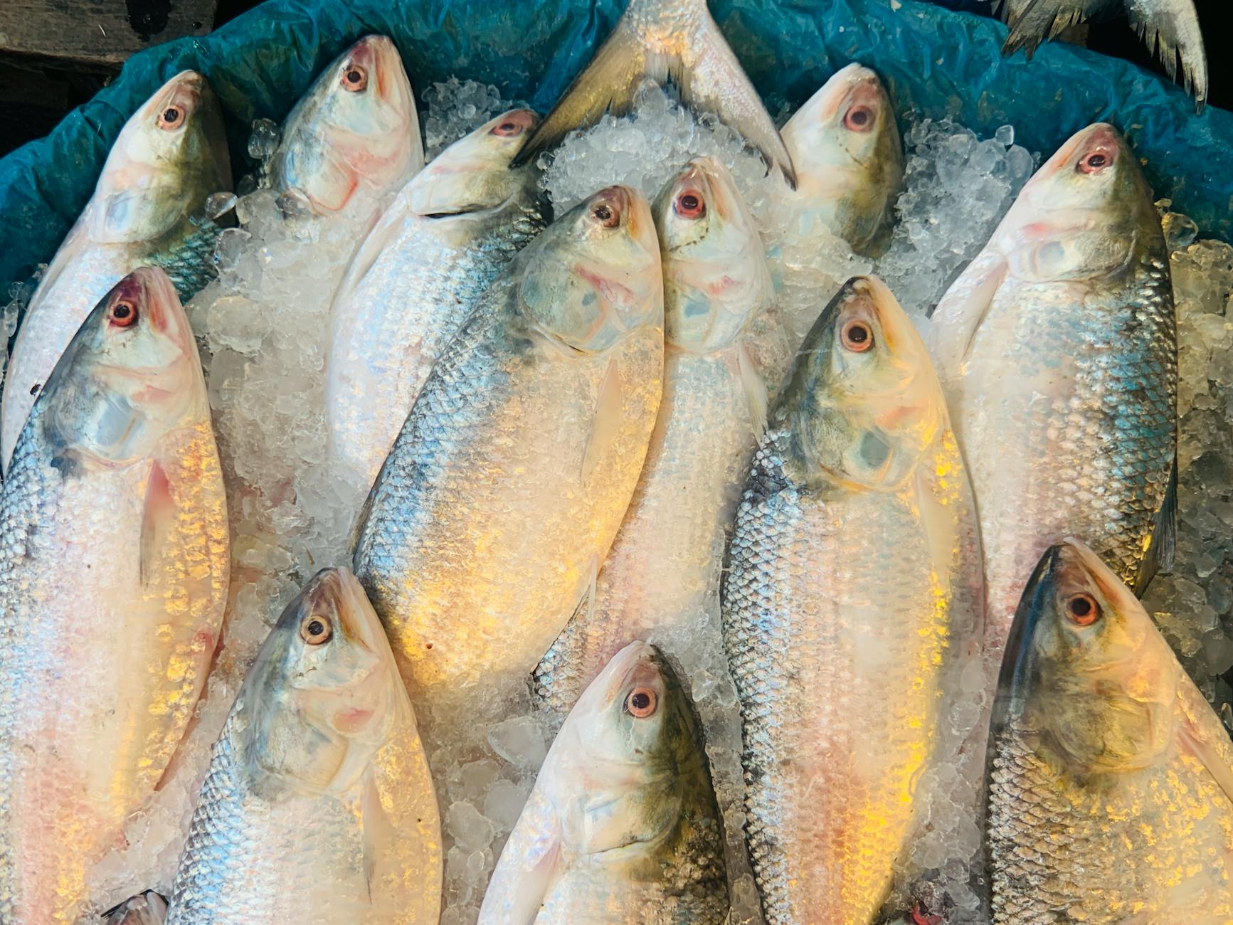 Vue de Hilsa