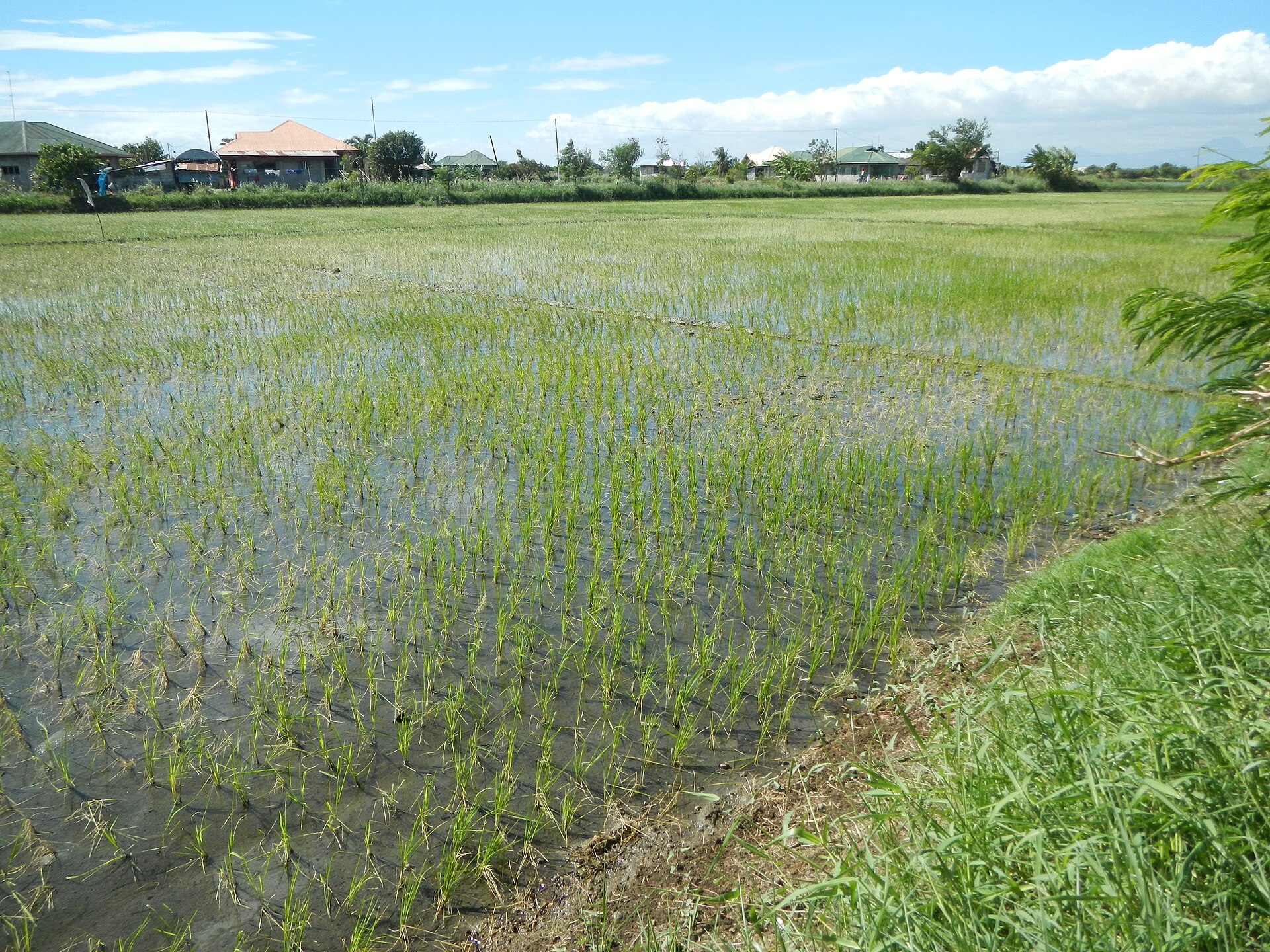 Vue de Ipil