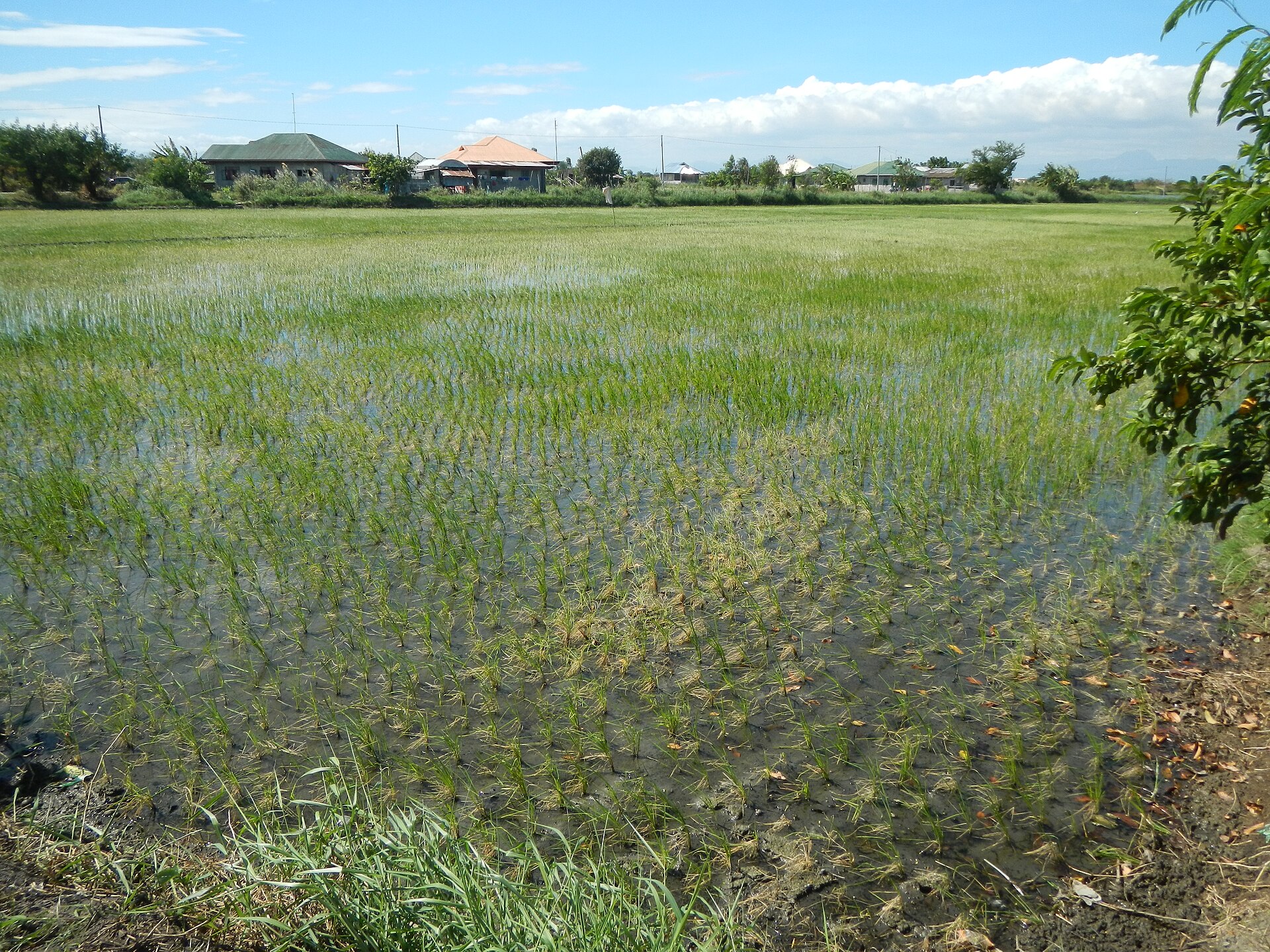 Vue de Ipil