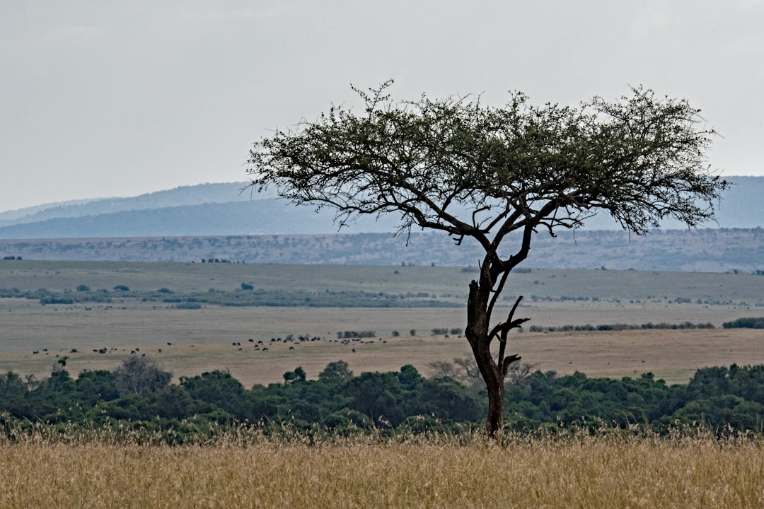 Vue de Kutus