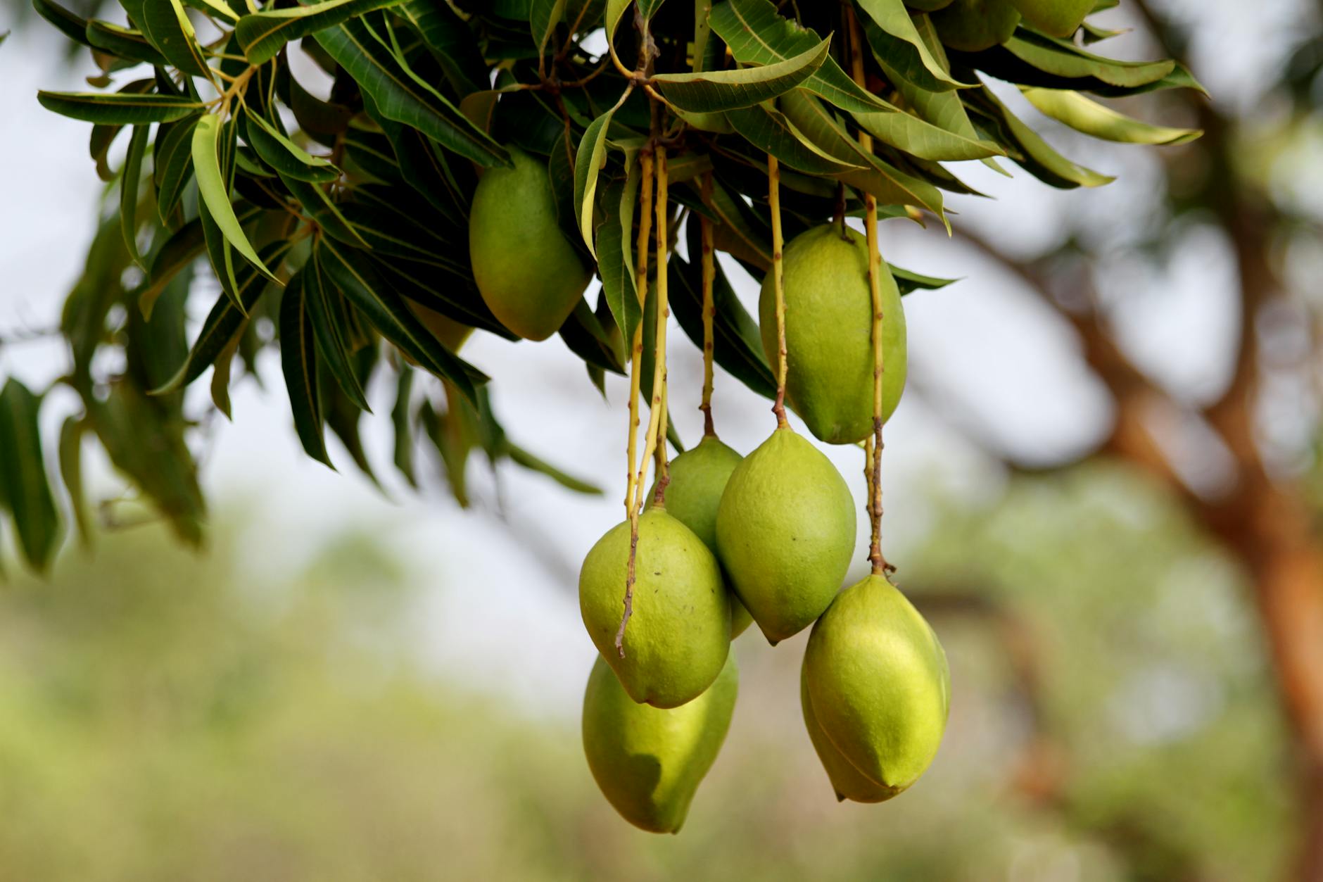 Vue de Mango