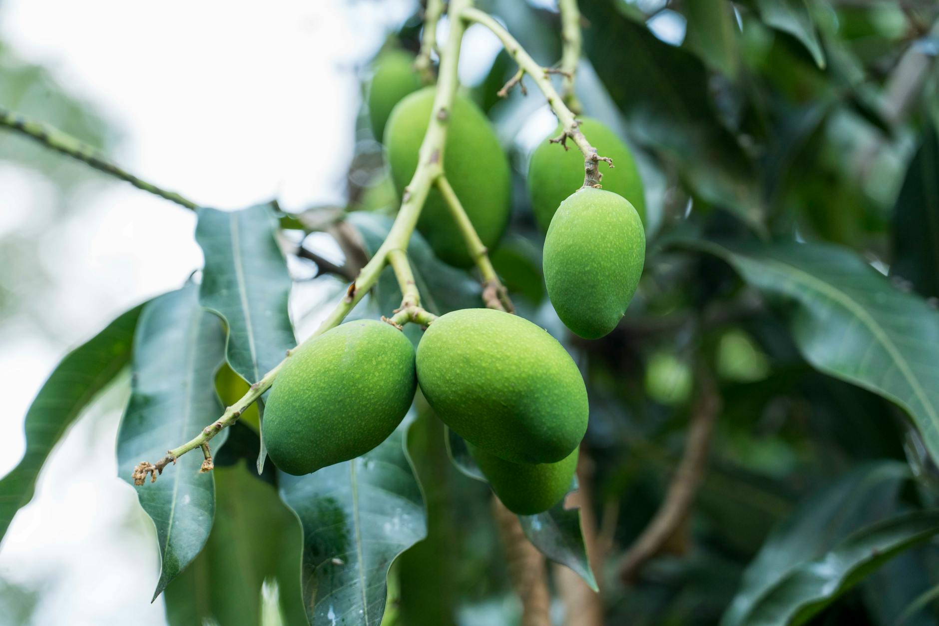 Vue de Mango