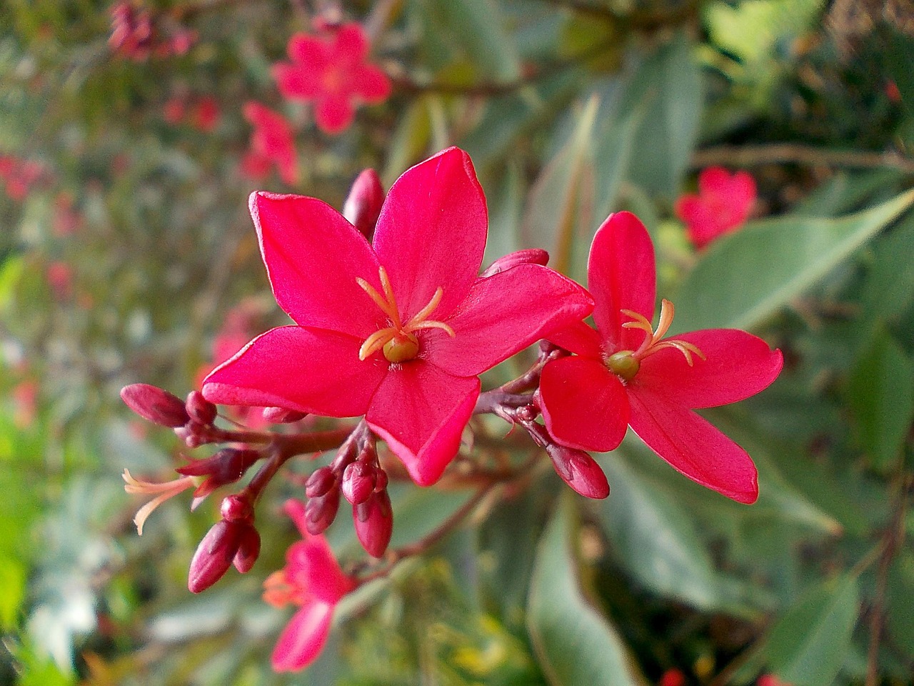 Vue de Peradeniya-gardens
