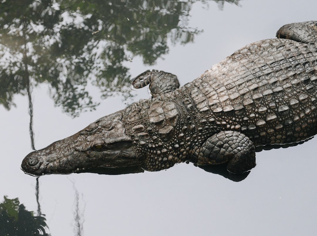 Vue de St-martin-machairoceratops