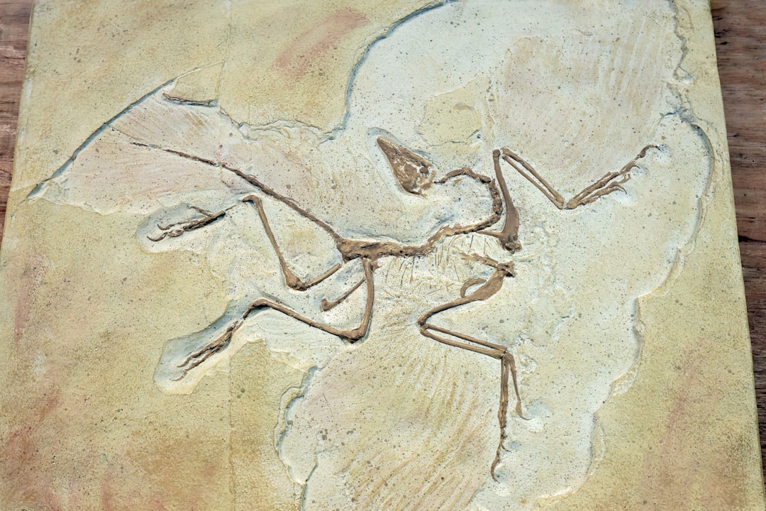 Vue de St-martin-machairoceratops